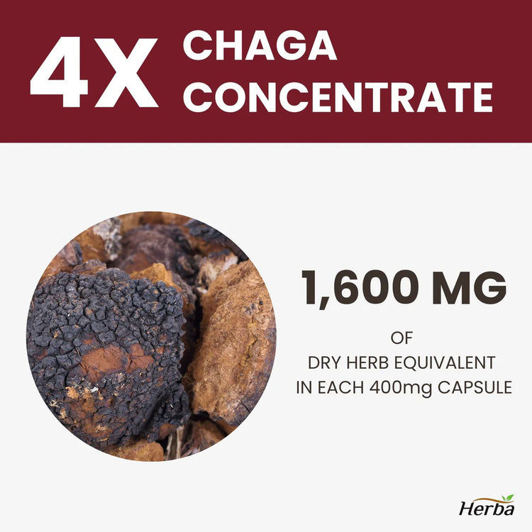 Chaga Mushroom Capsules 400mg - 120 Vegetable Capsules | 4:1 High Concentrate