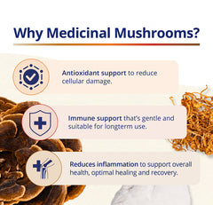 라이언스 메인 풀 스펙트럼 60 v-캡