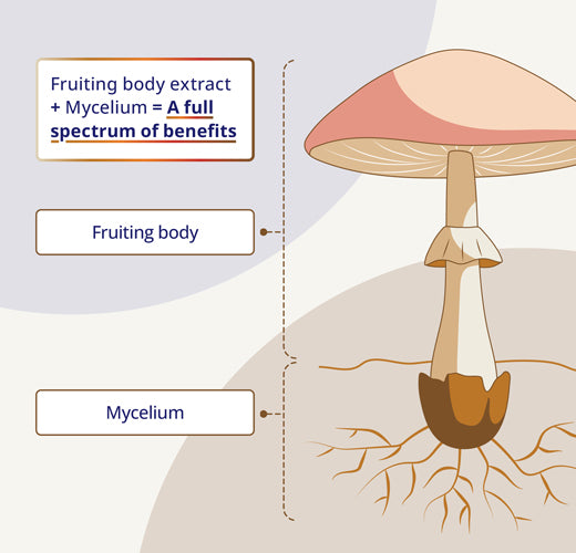 라이언스 메인 풀 스펙트럼 60 v-캡